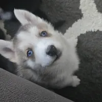 Raccoon, a female German Shepherd Dog and Siberian Husky for sale in Ypsilanti, MI – Photo 5 of 9