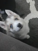 Raccoon, a female German Shepherd Dog and Siberian Husky for sale in Ypsilanti, MI – Photo 3 of 5