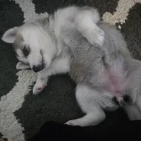 Raccoon, a female German Shepherd Dog and Siberian Husky for sale in Ypsilanti, MI – Photo 6 of 9