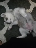 Raccoon, a female German Shepherd Dog and Siberian Husky for sale in Ypsilanti, MI – Photo 4 of 5