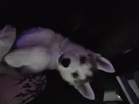 Raccoon, a female German Shepherd Dog and Siberian Husky for sale in Ypsilanti, MI – Photo 7 of 9