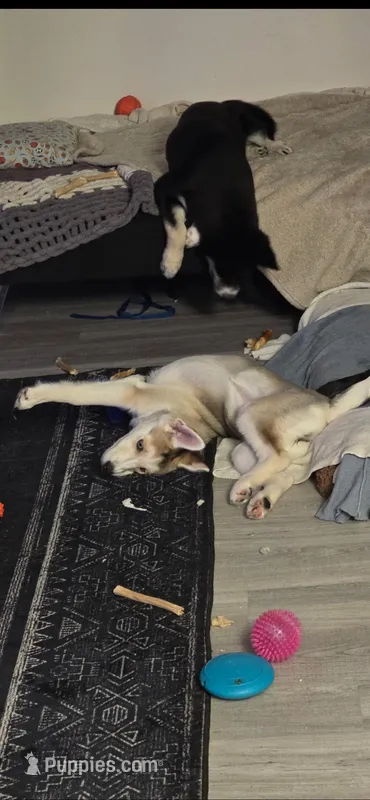 Raccoon – German Shepherd Dog, Siberian Husky puppy for sale in Ypsilanti, MI