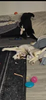 Raccoon, a female German Shepherd Dog and Siberian Husky for sale in Ypsilanti, MI – Photo 1 of 5