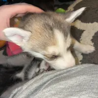 Raccoon, a female German Shepherd Dog and Siberian Husky for sale in Ypsilanti, MI – Photo 8 of 9