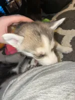 Raccoon, a female German Shepherd Dog and Siberian Husky for sale in Ypsilanti, MI – Photo 5 of 5