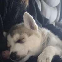 Raccoon, a female German Shepherd Dog and Siberian Husky for sale in Ypsilanti, MI – Photo 3 of 9