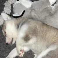 Raccoon, a female German Shepherd Dog and Siberian Husky for sale in Ypsilanti, MI – Photo 4 of 9