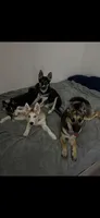 Raccoon, a female German Shepherd Dog and Siberian Husky for sale in Ypsilanti, MI – Photo 3 of 5
