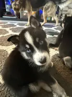Cow, a male German Shepherd Dog and Siberian Husky for sale in Ypsilanti, MI – Photo 1 of 3