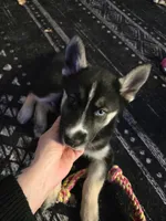 YinYang, a male German Shepherd Dog and Siberian Husky for sale in Ypsilanti, MI – Photo 7 of 7