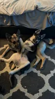 YinYang, a male German Shepherd Dog and Siberian Husky for sale in Ypsilanti, MI – Photo 2 of 4