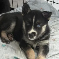 YinYang, a male German Shepherd Dog and Siberian Husky for sale in Ypsilanti, MI – Photo 4 of 7