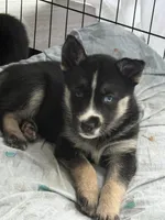 YinYang, a male German Shepherd Dog and Siberian Husky for sale in Ypsilanti, MI – Photo 2 of 3