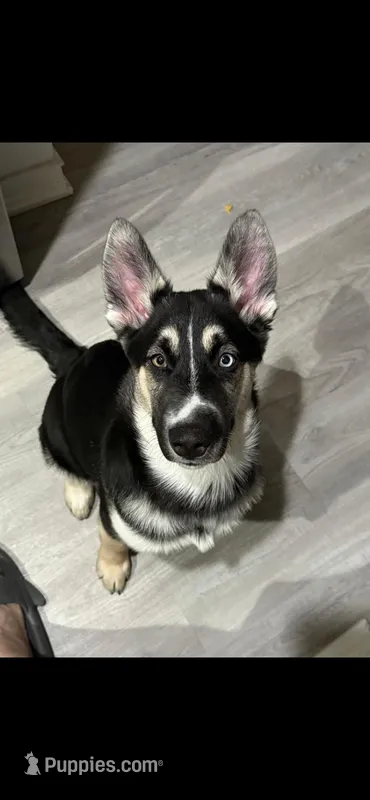 YinYang – German Shepherd Dog, Siberian Husky puppy for sale in Ypsilanti, MI