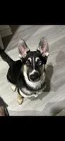 YinYang, a male German Shepherd Dog and Siberian Husky for sale in Ypsilanti, MI – Photo 1 of 4