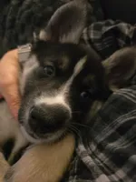 YinYang, a male German Shepherd Dog and Siberian Husky for sale in Ypsilanti, MI – Photo 6 of 7