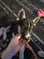 YinYang, a male German Shepherd Dog and Siberian Husky for sale in Ypsilanti, MI – Photo 1 of 7