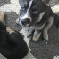 YinYang, a male German Shepherd Dog and Siberian Husky for sale in Ypsilanti, MI – Photo 2 of 7