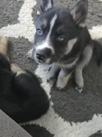 YinYang, a male German Shepherd Dog and Siberian Husky for sale in Ypsilanti, MI – Photo 1 of 3