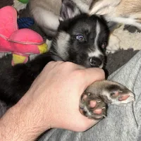 YinYang, a male German Shepherd Dog and Siberian Husky for sale in Ypsilanti, MI – Photo 5 of 7
