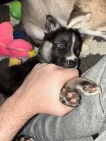 YinYang, a male German Shepherd Dog and Siberian Husky for sale in Ypsilanti, MI – Photo 3 of 3