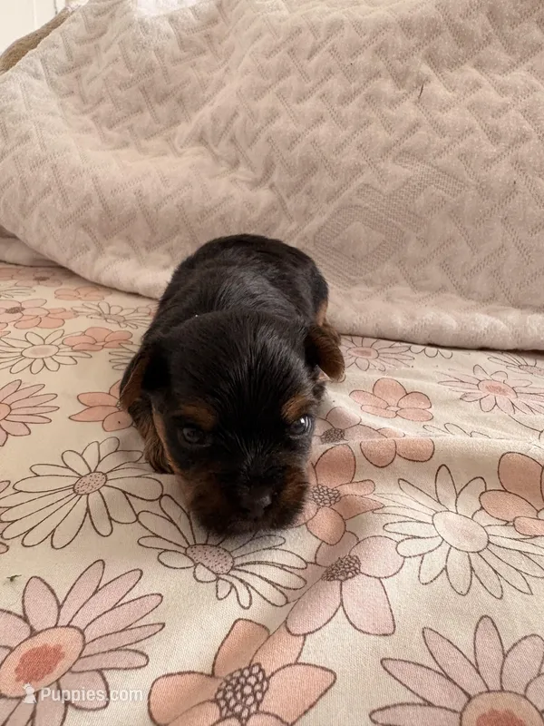 Milo – Yorkshire Terrier puppy for sale in Miami, FL