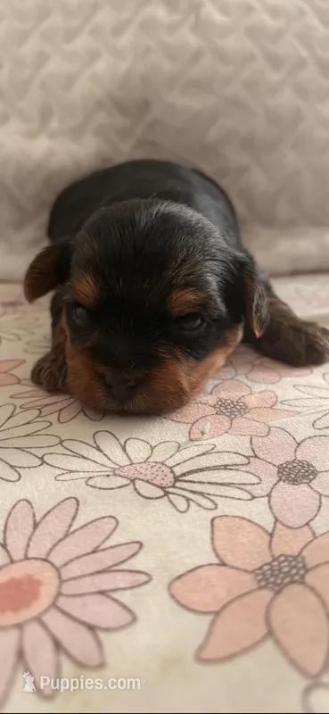 Rocky  – Yorkshire Terrier puppy for sale in Miami, FL