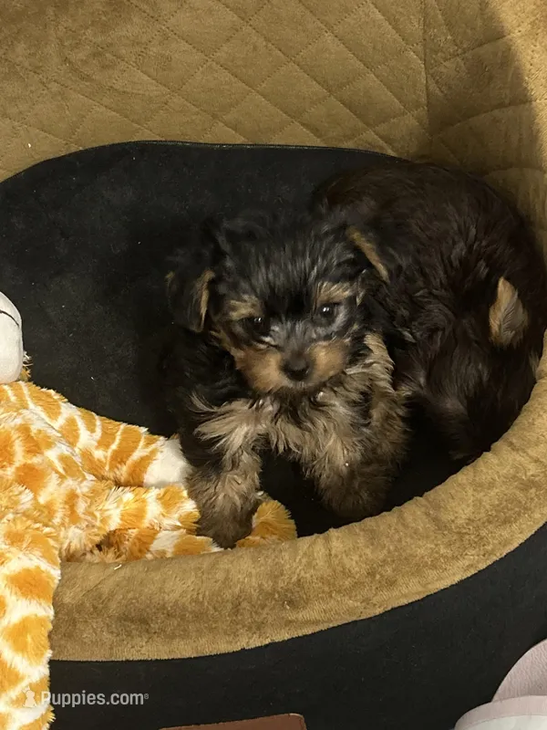 Rocky  – Yorkshire Terrier puppy for sale in Miami, FL