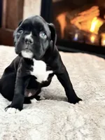 Daisy, a female Boxer for sale in Bethalto, IL – Photo 2 of 10