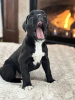 Daisy, a female Boxer for sale in Bethalto, IL – Photo 3 of 10