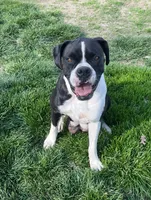 Daisy, a female Boxer for sale in Bethalto, IL – Photo 9 of 10