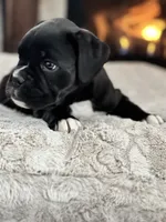 Daisy, a female Boxer for sale in Bethalto, IL – Photo 4 of 10