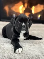 Daisy, a female Boxer for sale in Bethalto, IL – Photo 6 of 10