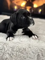 Daisy, a female Boxer for sale in Bethalto, IL – Photo 5 of 10