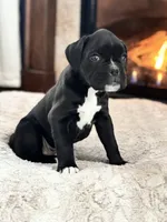 Daisy, a female Boxer for sale in Bethalto, IL – Photo 7 of 10