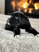 Daisy, a female Boxer for sale in Bethalto, IL – Photo 1 of 10