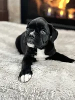 Daisy, a female Boxer for sale in Bethalto, IL – Photo 8 of 10