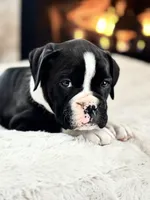 processed/ccee3eb9-f129-4ebd-93ad-7bf7e724f1f2/listing/4b4f4a20-4f55-4c95-92c6-5ec1eba0594c/d003f784-1c1e-421f-953d-bcb0cfa0ab8c