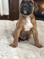 Bruno, a male Boxer for sale in Bethalto, IL – Photo 3 of 10