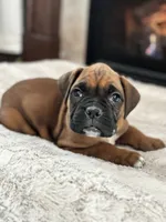 Bruno, a male Boxer for sale in Bethalto, IL – Photo 4 of 10