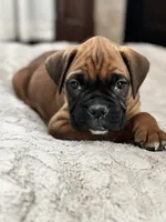 Bruno, a male Boxer for sale in Bethalto, IL – Photo 1 of 10