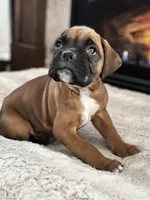 Bruno, a male Boxer for sale in Bethalto, IL – Photo 8 of 10