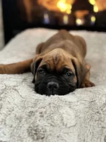 Bruno, a male Boxer for sale in Bethalto, IL – Photo 6 of 10