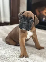 Bruno, a male Boxer for sale in Bethalto, IL – Photo 7 of 10