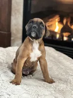 Bruno, a male Boxer for sale in Bethalto, IL – Photo 2 of 10