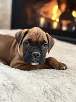 Bruno, a male Boxer for sale in Bethalto, IL – Photo 5 of 10