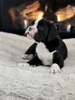 Cowboy, a male Boxer for sale in Bethalto, IL – Photo 7 of 10