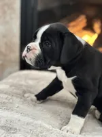 Cowboy, a male Boxer for sale in Bethalto, IL – Photo 3 of 10