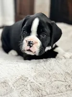 Cowboy, a male Boxer for sale in Bethalto, IL – Photo 4 of 10