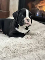 Cowboy, a male Boxer for sale in Bethalto, IL – Photo 6 of 10